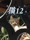 猫爷